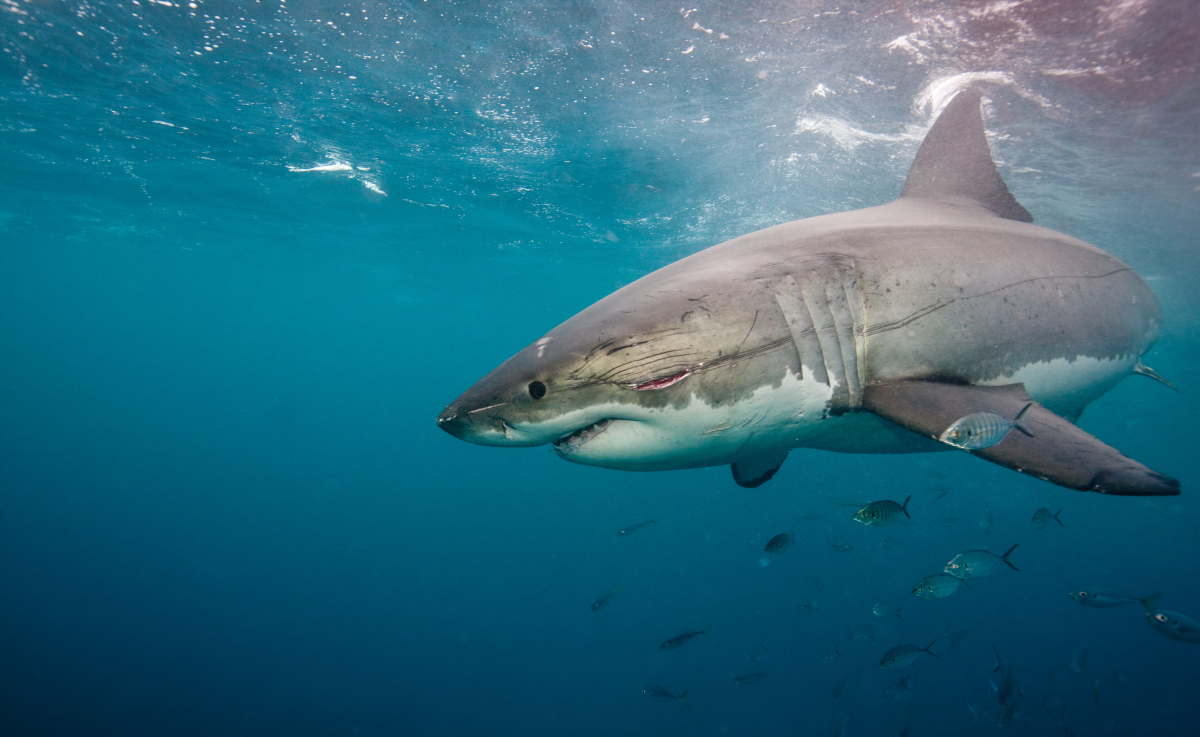 grand requin blanc légendaire