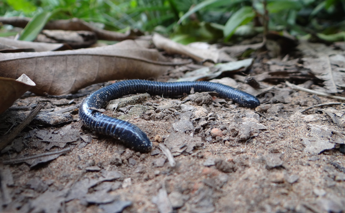 serpent pénis