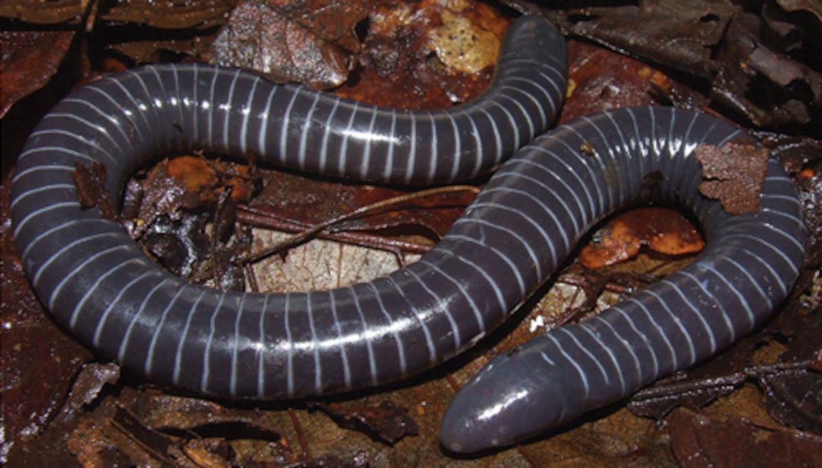 siphonops annulatus