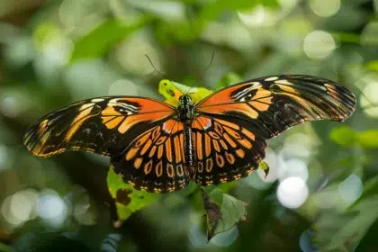 papillon géant australie du nord