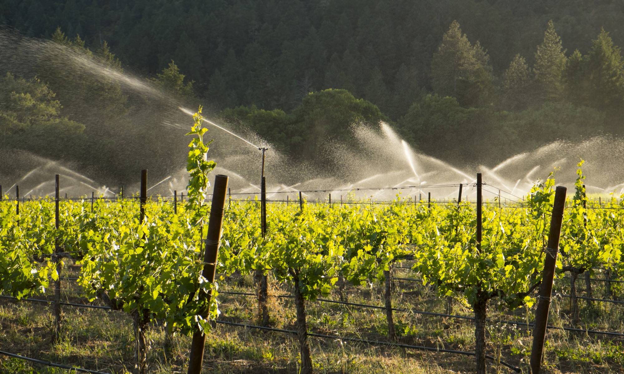 traitement de l'eau viticulteur, influence eau sur le vin