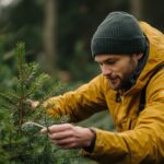 Taille d'un sapin : conseils d'expert pour un arbre en pleine forme